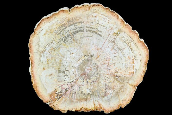 Petrified Wood (Araucaria) Slice - Madagascar #105378